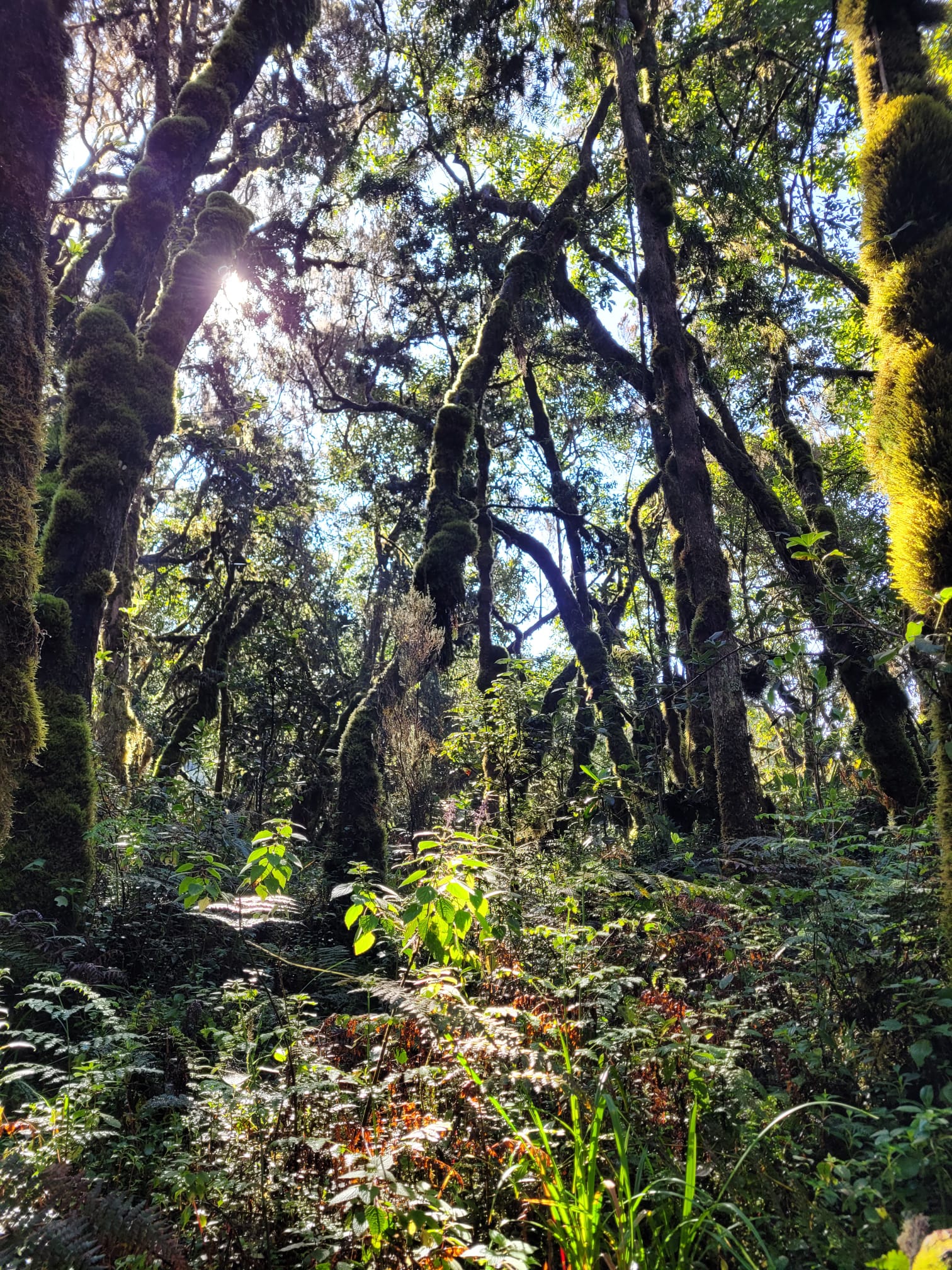 The proliferation of voluntary carbon market intermediaries